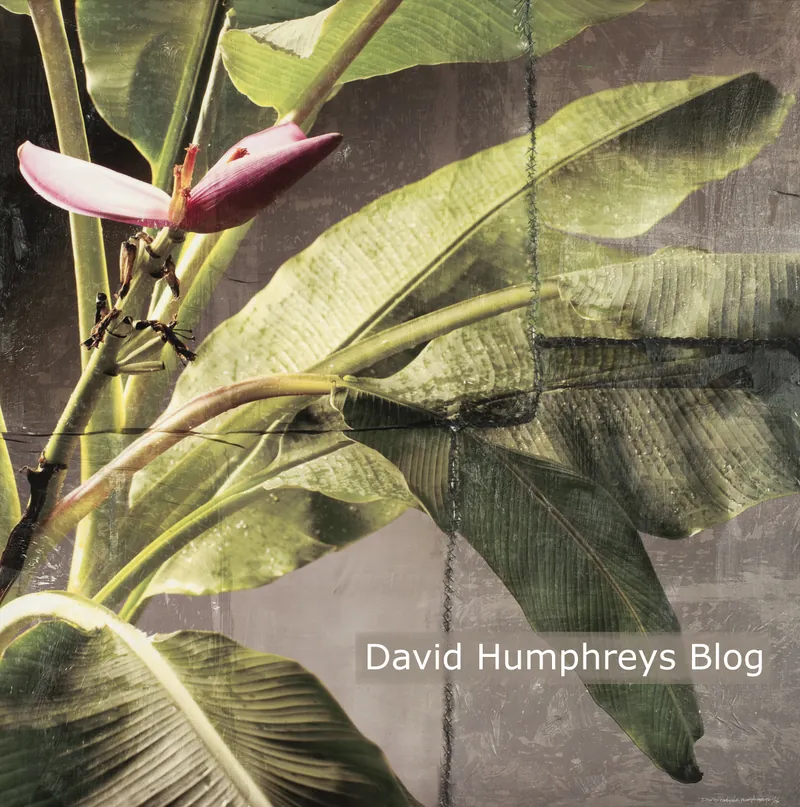 Bananas — original fine art photography by David Humphreys