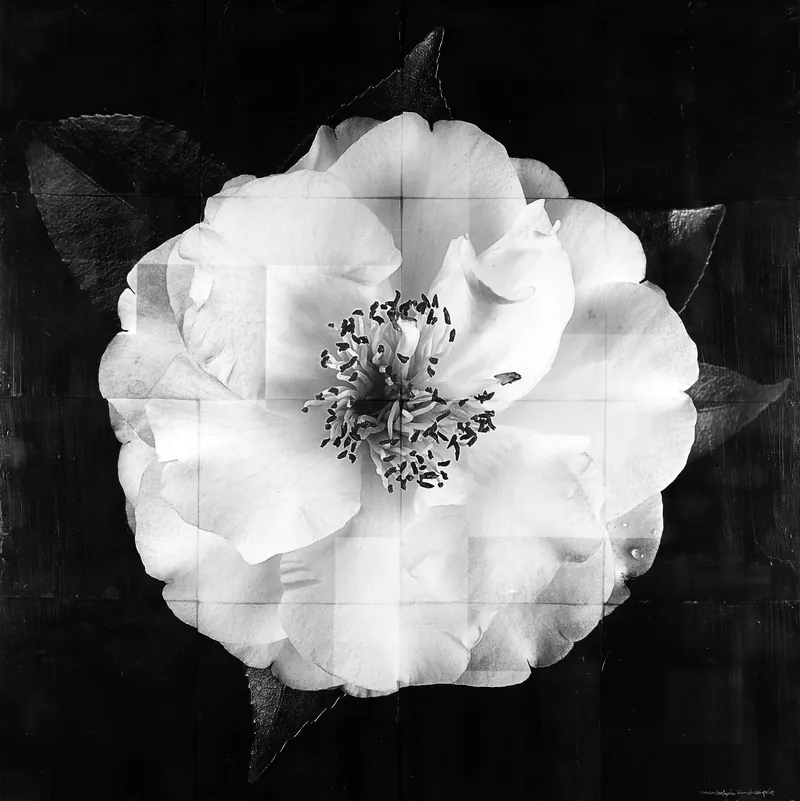 Camellia — original fine art by David Humphreys