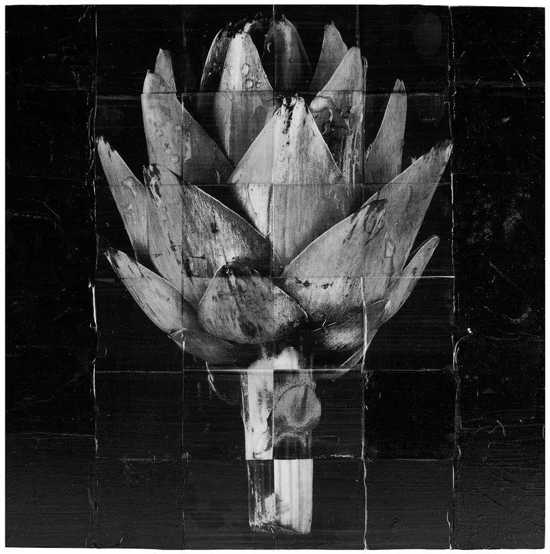 Dissected Artichoke — original fine art photography by David Humphreys