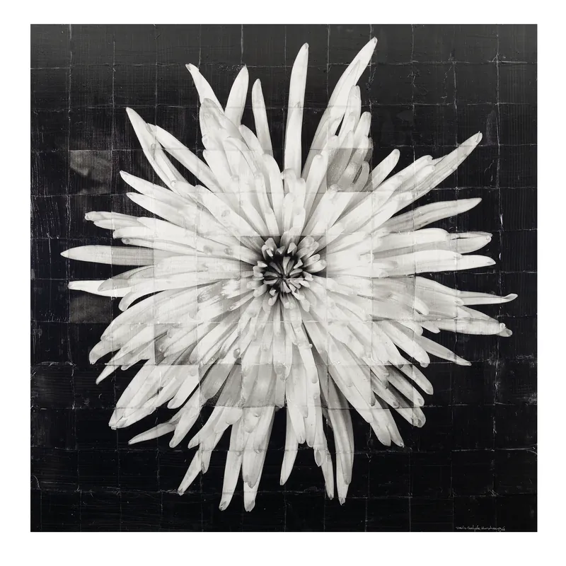 Dissected Fuji Mum — original fine art photography by David Humphreys