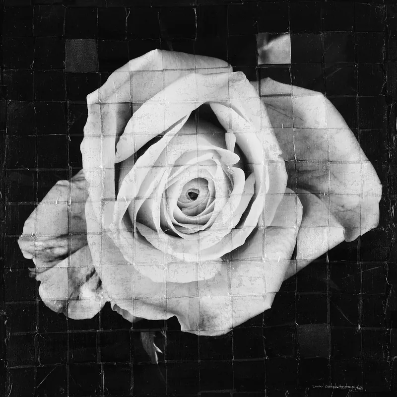 Dissected Rose — original fine art photography by David Humphreys