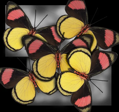 Five in Flight — original fine art by David Humphreys