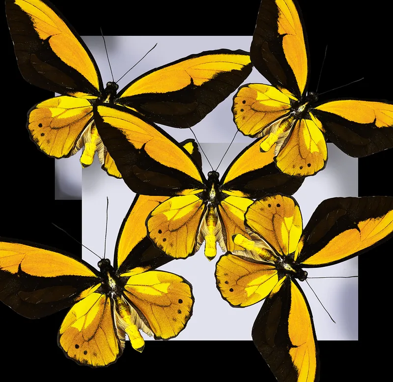 Five in Flight — original fine art by David Humphreys