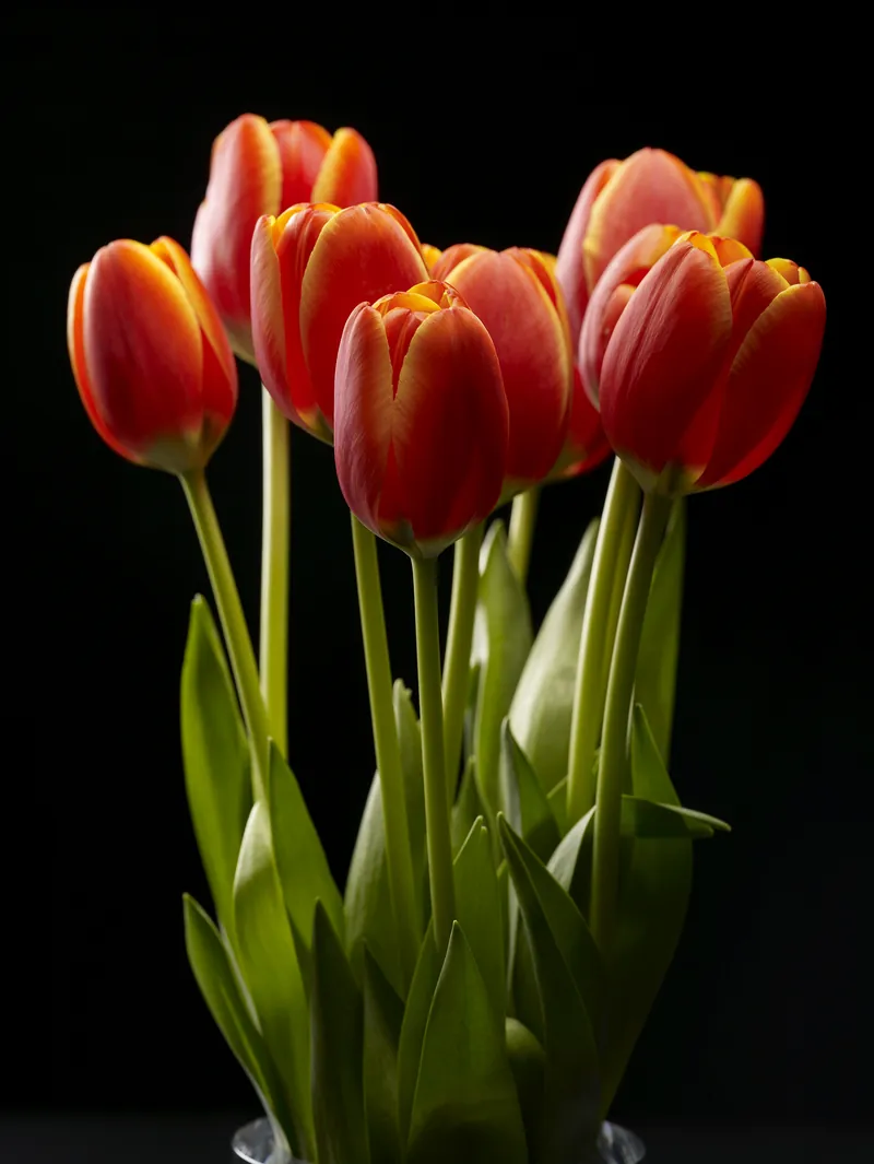 Tulips — original fine art photography by David Humphreys