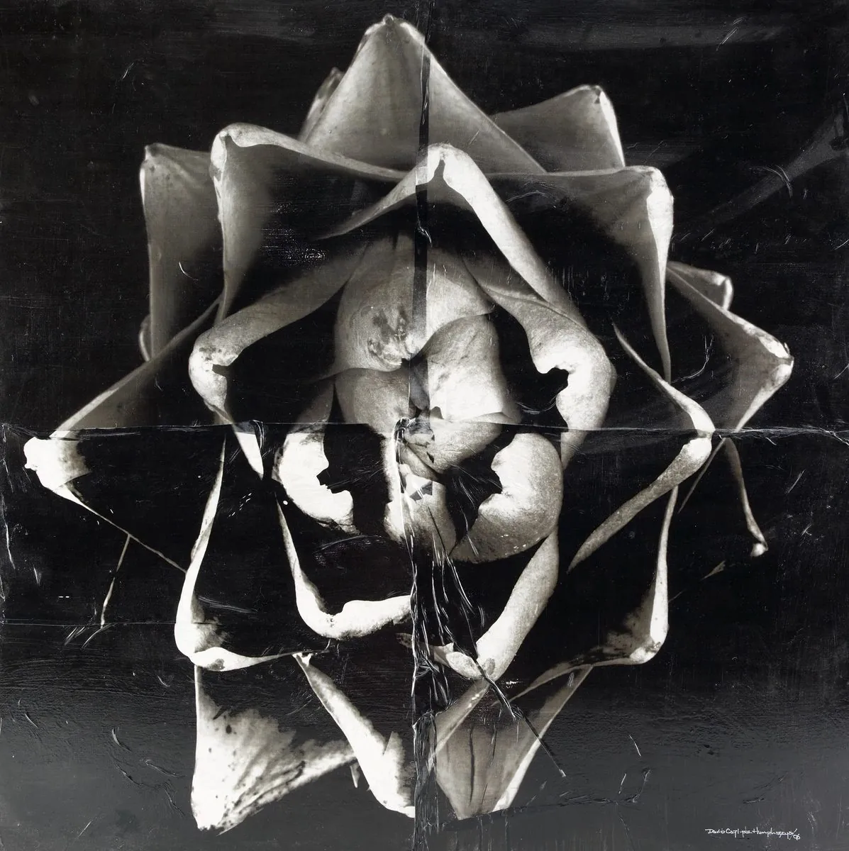 Toned fine art study of an artichoke seen from above