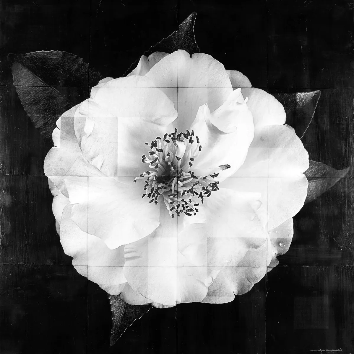 Black and white fine art study of a camellia blossom