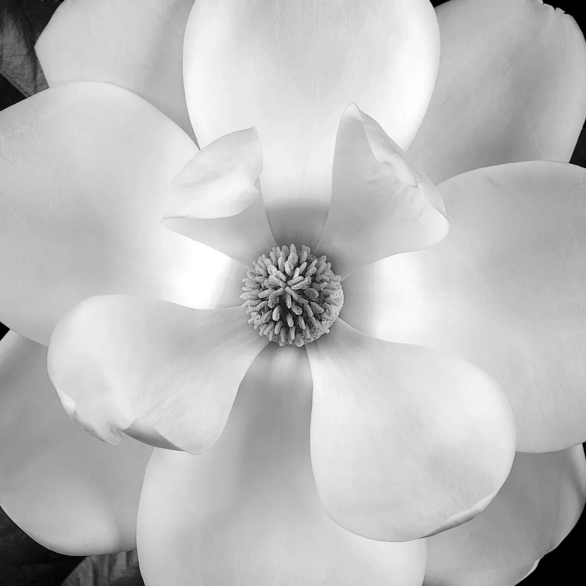 Black and white fine art study of a magnolia blossom